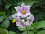 purple eyed seedling, blossom